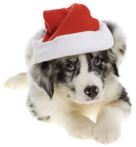 Chemvet-Newsletter-Vol-38-Dog Worming Tabs.jpg