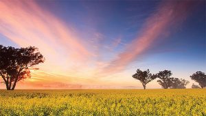 Chemvet-Spring-News-Volume-21