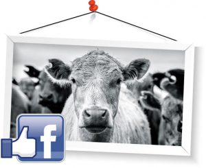 Could your stock be the next face of Chemvet?