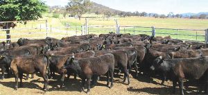 Tis the season for weaners!