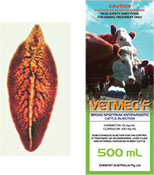 adult liver fluke