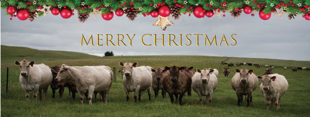 Australian cows with christmas motive