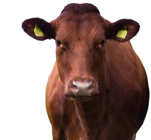 Vetmec LA Long Acting Cattle Injection