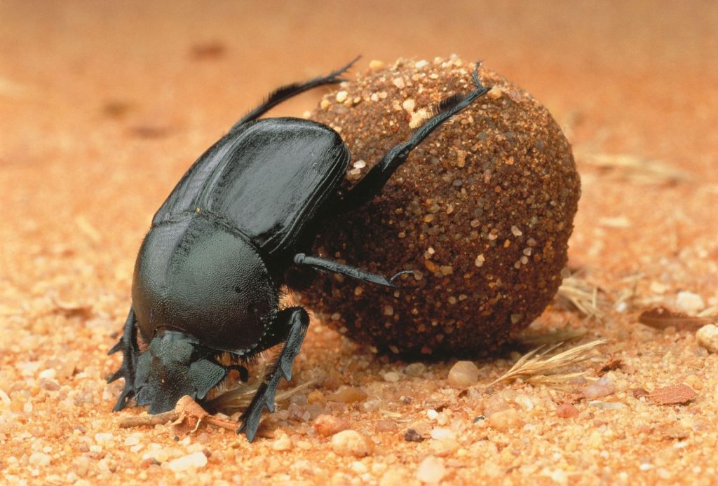 Drenching and Dung Beetles