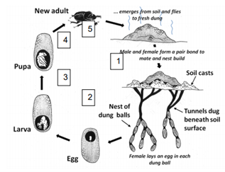 Drenching and Dung Beetles