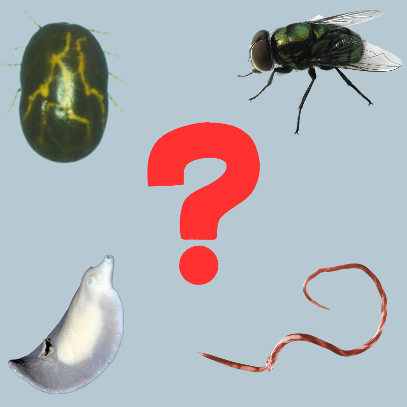Parasite Resistance