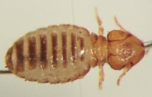 Cattle Lice