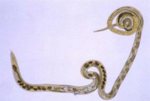 Black Scour Worm