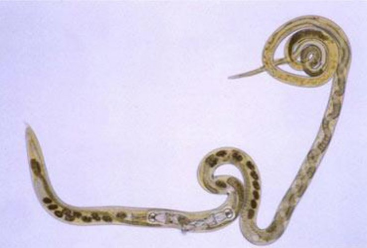 Black Scour Worm