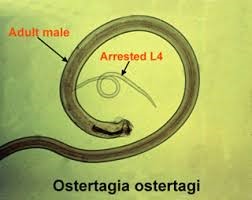 Brown Stomach Worm