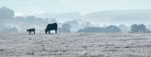 Chemvet Newsletter Volume 59: Winter 2025