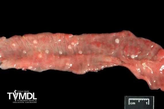 Coccidiosis