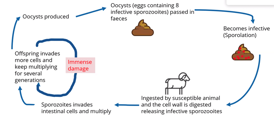 Coccidiosis