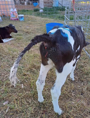 Coccidiosis
