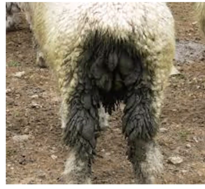 Coccidiosis