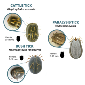 Cattle Ticks
