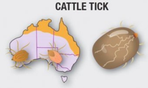 Cattle Tick