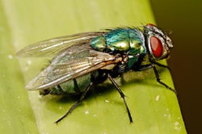 sheep blowflies