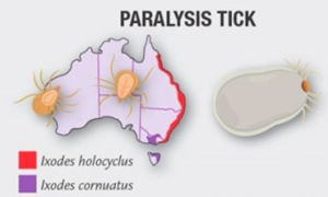 Cattle Tick