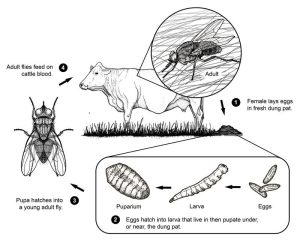 Buffalo Fly