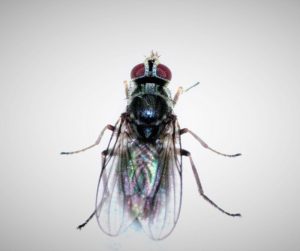 Buffalo Fly