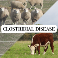 Clostridial Disease