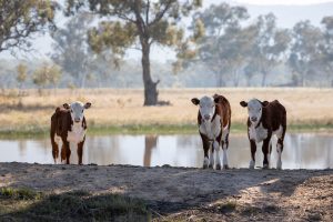 Autumn Newsletter 2026