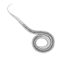 Cooperia Small Intestinal Worms