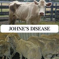 Johne's Disease