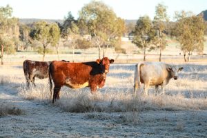 Chemvet Newsletter Winter 2026