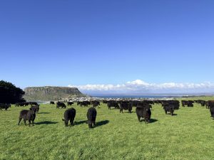 Chemvet Newsletter Spring 2026